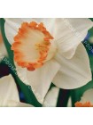 Нарцисс Спринг Прайд (Narcissus Spring Pride)