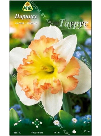 Нарцисс Таурус (Narcissus Taurus)