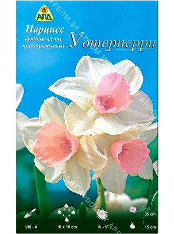 Нарцисс Уотерперри (Narcissus Waterperry )