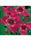 Тигридия розовая (Tigridia pavonia)