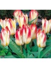 Тюльпан Аддис (Tulipa Addis)