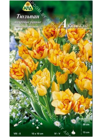 Тюльпан Аквилла (Tulipa Aquilla)
