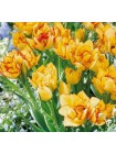 Тюльпан Аквилла (Tulipa Aquilla)