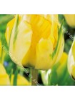 Тюльпан Акебоно (Tulipa Akebono)