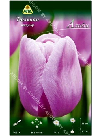 Тюльпан Алиби (Tulipa Alibi)