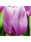 Тюльпан Алиби (Tulipa Alibi)