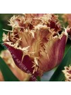 Тюльпан Американ Игл (Tulipa American Eagle)