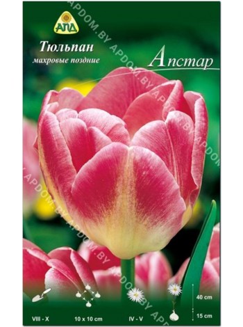 Тюльпан Апстар (Tulipa Upstar)