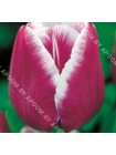 Тюльпан Арабиан Мистери (Tulipa Arabian Mystery)