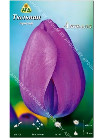Тюльпан Аттила (Tulipa Attila)