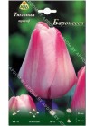 Тюльпан Баронесса (Tulipa Baronesse)
