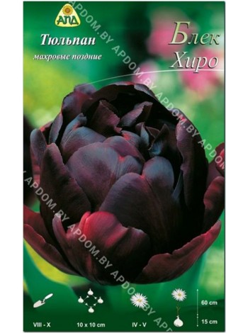 Тюльпан Блек Хиро (Tulipa Black Hero)