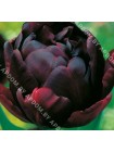 Тюльпан Блек Хиро (Tulipa Black Hero)