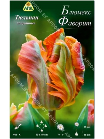 Тюльпан Блюмекс Фаворит (Tulipa Blumex Favourite)