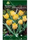 Тюльпан Брайт Джем (Tulipa batalinii Bright Gem)