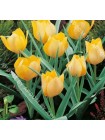 Тюльпан Брайт Джем (Tulipa batalinii Bright Gem)
