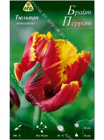 Тюльпан Брайт Перрот (Tulipa Bright Parrot)