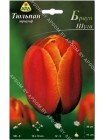 Тюльпан Браун Шуга (Tulipa Brown Sugar)