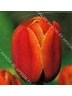 Тюльпан Браун Шуга (Tulipa Brown Sugar)
