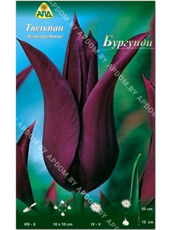 Тюльпан Бургунди (Tulipa Burgundy)