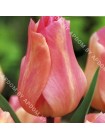 Тюльпан Бьюти Квин (Tulipa Beauty Queen)