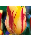 Тюльпан Вашингтон (Tulipa Washington)