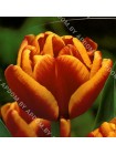 Тюльпан Вест Фризия (Tulipa West Frisia)