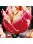 Тюльпан Вироза (Tulipa Wirosa)