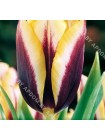 Тюльпан Гавота (Tulipa Gavota)