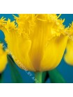 Тюльпан Гамильтон (Tulipa Hamilton)