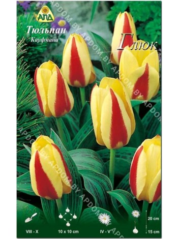 Тюльпан Глюк (Tulipa Glück)
