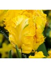 Тюльпан Голден Гласность (Tulipa Golden Glasnost)