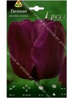 Тюльпан Греуз (Tulipa Greuz)