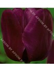 Тюльпан Греуз (Tulipa Greuz)