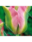 Тюльпан Гринланд (Tulipa Groenland)