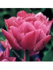 Тюльпан Дабл Прайс (Tulipa Double Price)