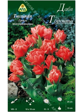Тюльпан Дабл Торонто (Tulipa Double Toronto)
