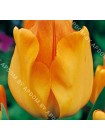 Тюльпан Дордогнэ (Tulipa Dordogne)