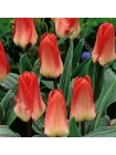 Тюльпан Дримбот (Tulipa Dreamboat)