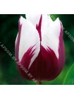 Тюльпан Зурел (Tulipa Zurel)