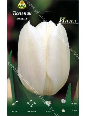 Тюльпан Инзел (Tulipa Inzell)