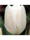 Тюльпан Инзел (Tulipa Inzell)