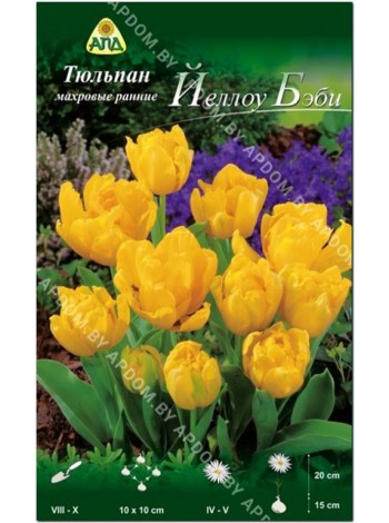 Тюльпан Йеллоу Бэби (Tulipa Yellow Baby)