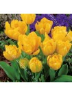 Тюльпан Йеллоу Бэби (Tulipa Yellow Baby)