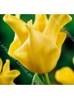 Тюльпан Йеллоу Кроун (Tulipa Yellow Crown)