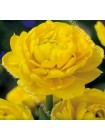 Тюльпан Йеллоу Помпонетт (Tulipa Yellow Pomponette)