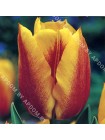 Тюльпан Йокос Дрим (Tulipa Yoko's Dream)