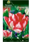 Тюльпан Картуш (Tulipa Cartouche)