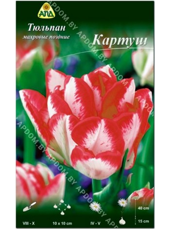 Тюльпан Картуш (Tulipa Cartouche)