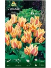 Тюльпан Квебек (Tulipa Quebec)